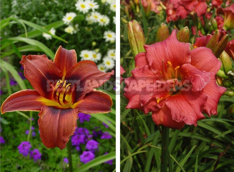 Why Your Garden Needs Daylilies: Six Main Arguments