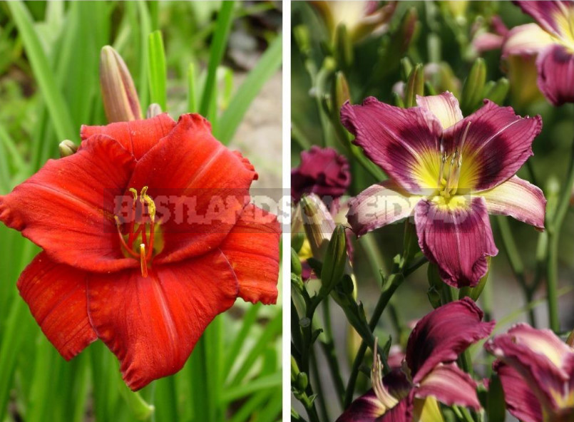 Why Your Garden Needs Daylilies: Six Main Arguments
