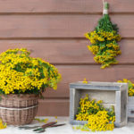 Insecticidal Plants Against Pests. Recipes Infusions and Decoctions.