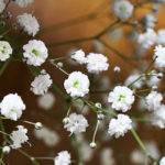 Growing Unpretentious Gypsophila