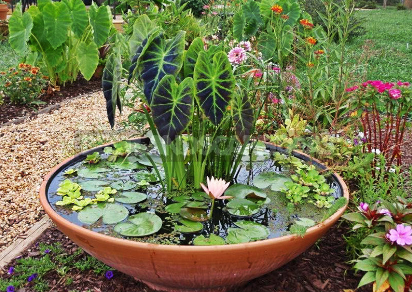 Pond in Miniature: Top 12 Simple Ideas - Best Landscape Ideas