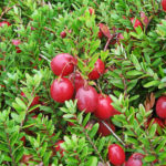 How To Plant And Care For Cranberry