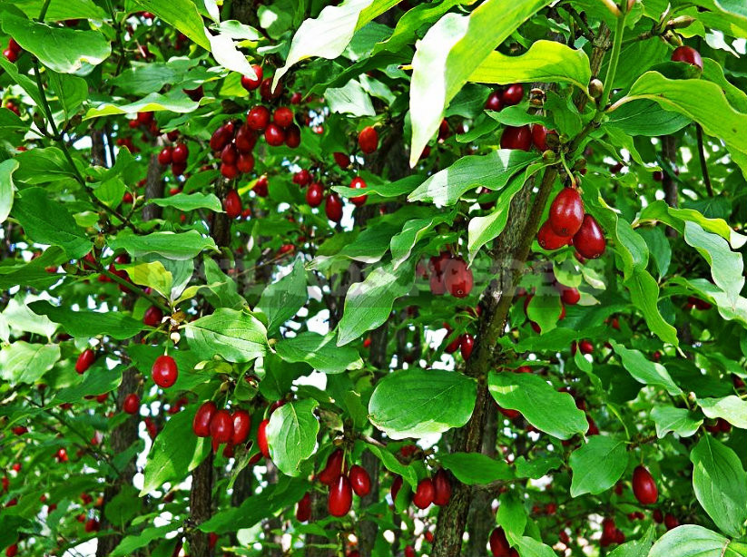 cornus mas berries