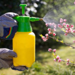 10 of the Earliest Pests: How Not To Miss the First Treatment of the Garden