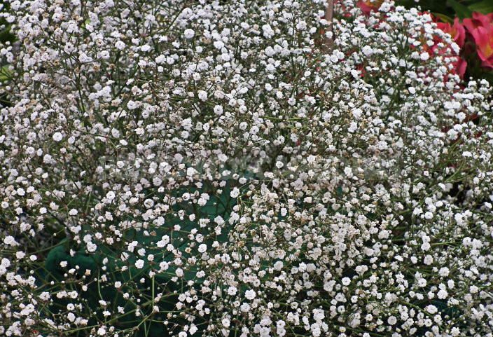 Growing Unpretentious Gypsophila