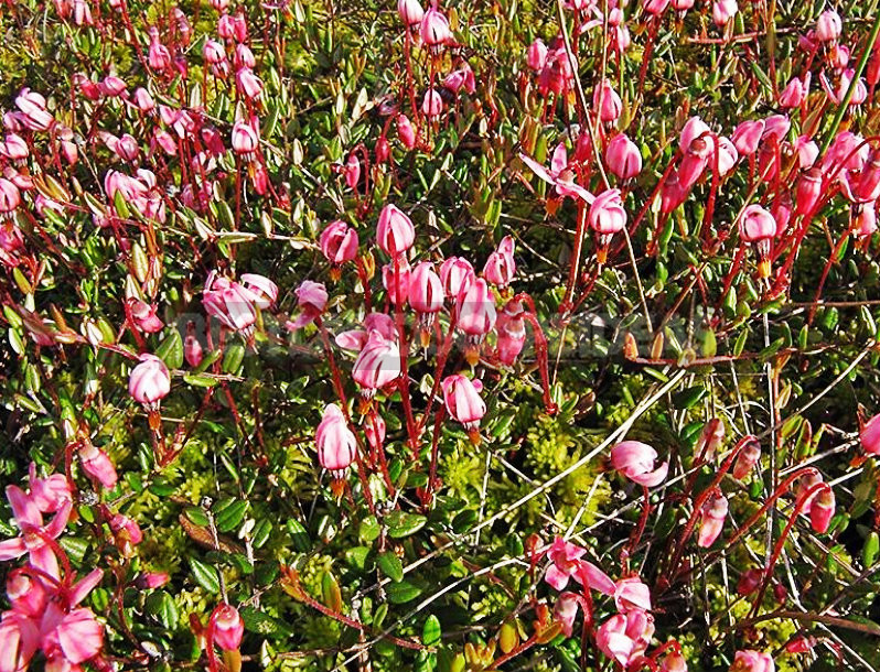 How To Plant And Care For Cranberry