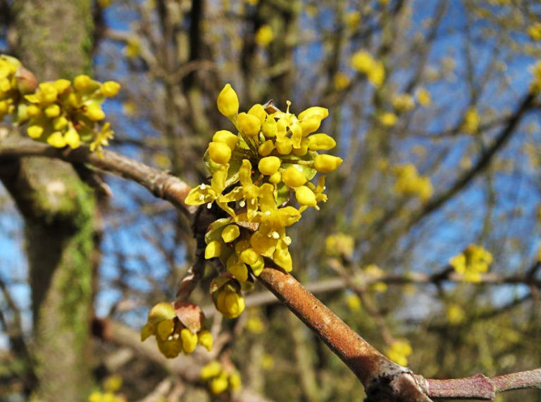 How To Plant And Care For Cornus Mas Best Landscape Ideas