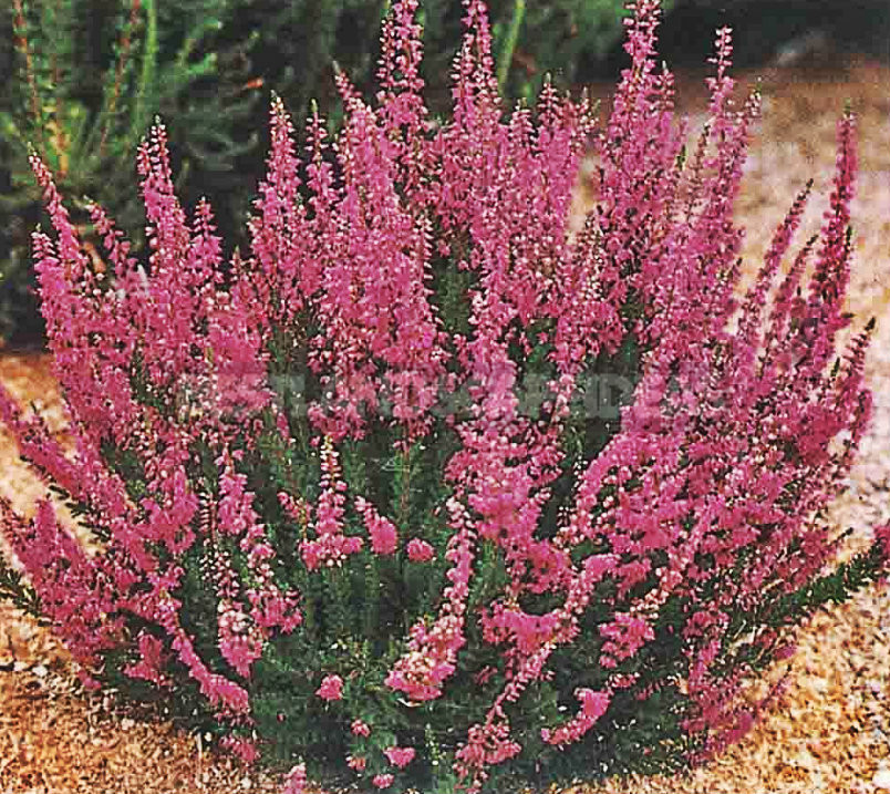 How To Plant And Care For Calluna