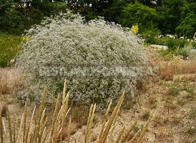 Growing Unpretentious Gypsophila