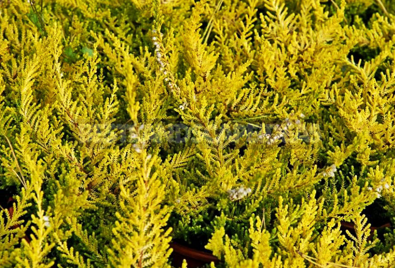 How To Plant And Care For Calluna