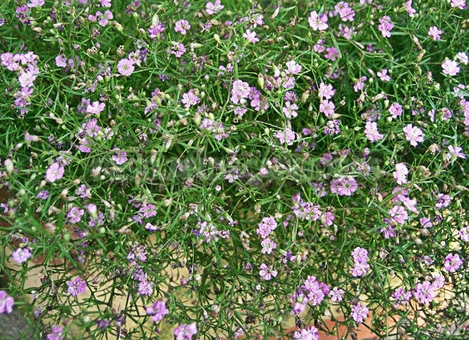 Growing Unpretentious Gypsophila