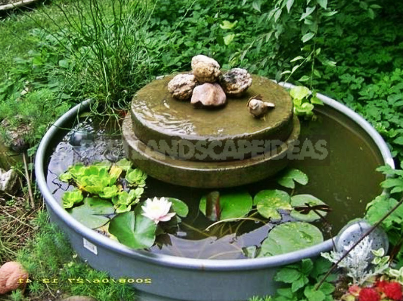 Pond in Miniature: Top 12 Simple Ideas