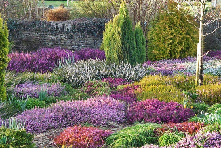 How To Plant And Care For Calluna - Best Landscape Ideas