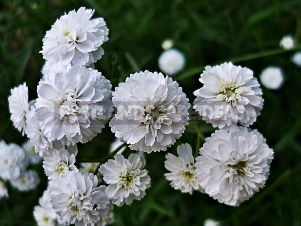 Growing Unpretentious Gypsophila