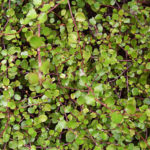 How To Plant And Care For Muehlenbeckia Axillaris