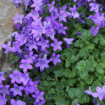 Undersized Perennial Bells: Photos, Species and Varieties, Cultivation