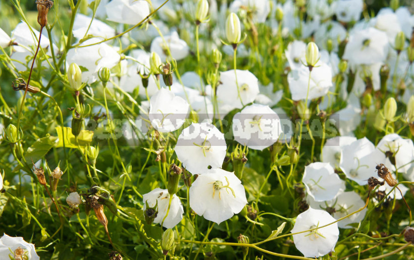 Undersized Perennial Bells: Photos, Species and Varieties, Cultivation