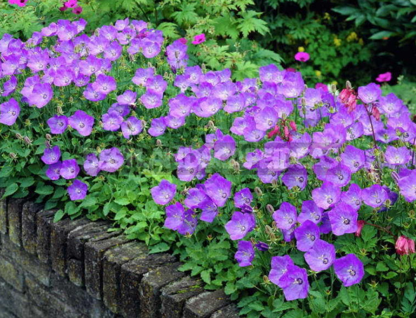 Undersized Perennial Bells: Photos, Species and Varieties, Cultivation