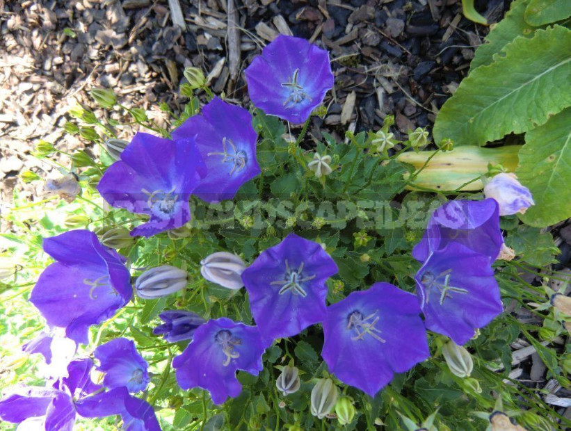 Undersized Perennial Bells: Photos, Species and Varieties, Cultivation