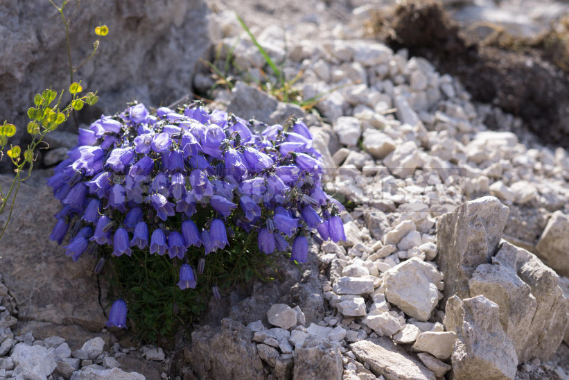 Undersized Perennial Bells: Photos, Species and Varieties, Cultivation