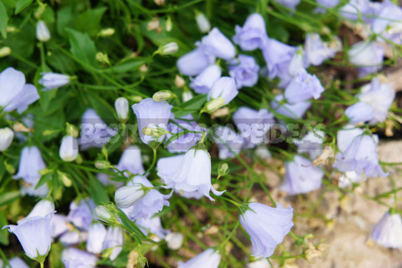 Undersized Perennial Bells: Photos, Species and Varieties, Cultivation