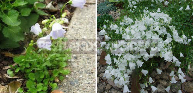 Undersized Perennial Bells: Photos, Species and Varieties, Cultivation