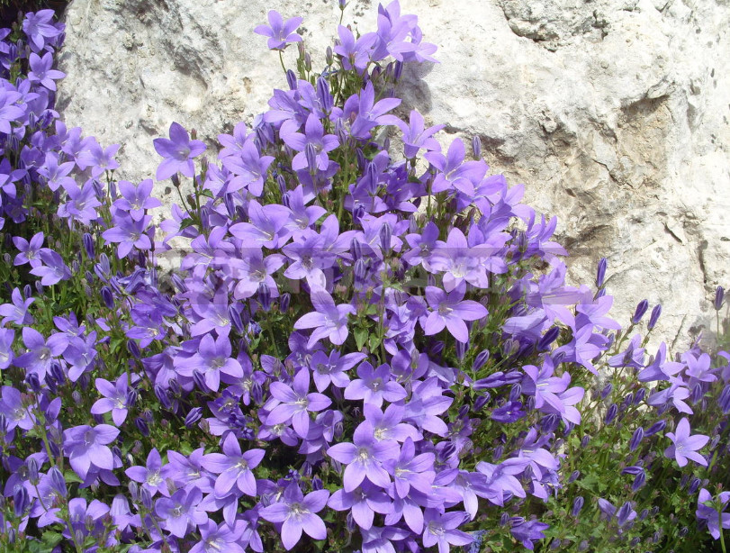 Undersized Perennial Bells: Photos, Species and Varieties, Cultivation