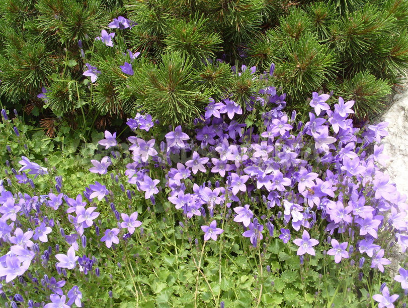 Undersized Perennial Bells: Photos, Species and Varieties, Cultivation