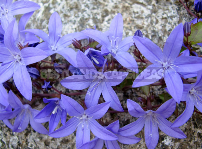 Undersized Perennial Bells: Photos, Species and Varieties, Cultivation