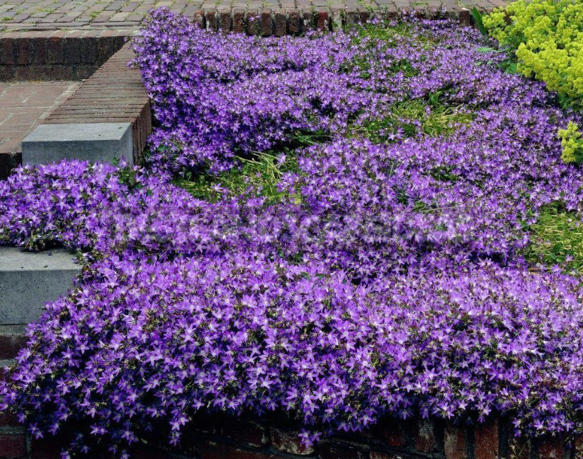 Undersized Perennial Bells: Photos, Species and Varieties, Cultivation