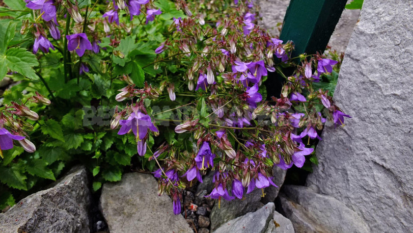 Undersized Perennial Bells: Photos, Species and Varieties, Cultivation