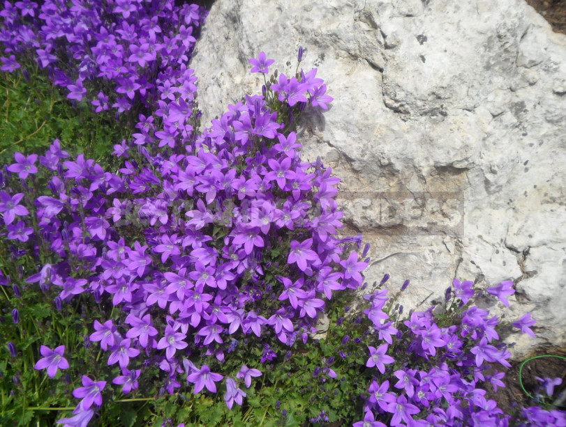 Undersized Perennial Bells: Photos, Species and Varieties, Cultivation