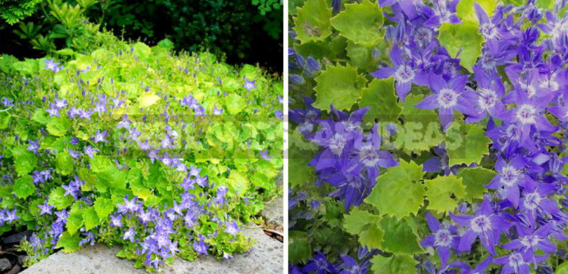 Undersized Perennial Bells: Photos, Species and Varieties, Cultivation