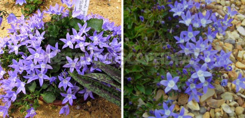 Undersized Perennial Bells: Photos, Species and Varieties, Cultivation