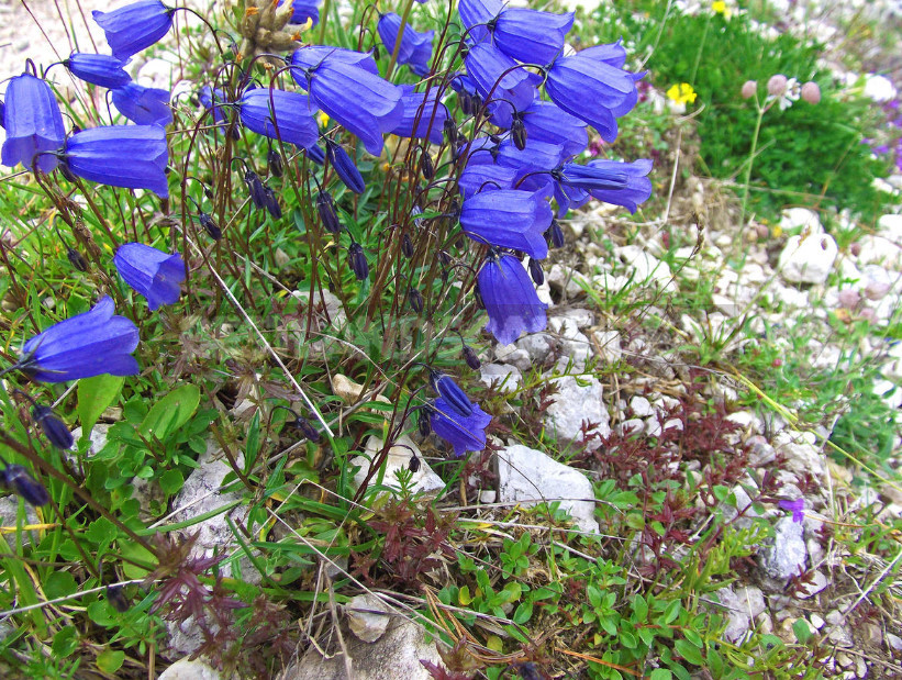 Undersized Perennial Bells: Photos, Species and Varieties, Cultivation