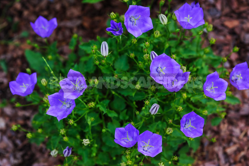 Undersized Perennial Bells: Photos, Species and Varieties, Cultivation