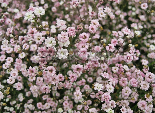 Growing Unpretentious Gypsophila