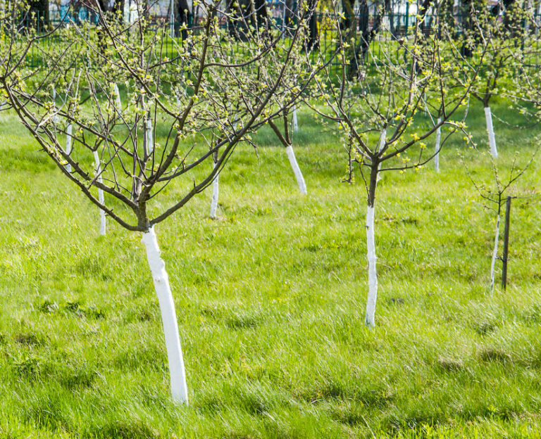 Solution for Whitewashing of Trees Compositions for Preparation by Own