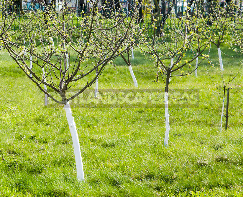 Solution for Whitewashing of Trees: Compositions for Preparation by Own Hands