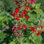 Sage for the Garden: Species, Ornamental Varieties, Photos