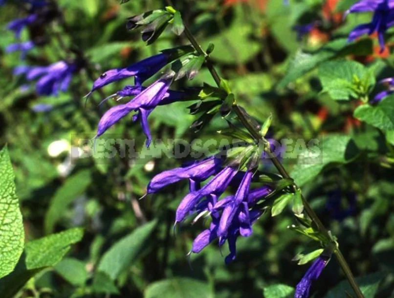 Sage for the Garden: Species, Ornamental Varieties, Photos