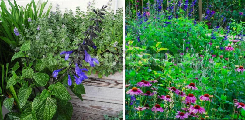Sage for the Garden: Species, Ornamental Varieties, Photos