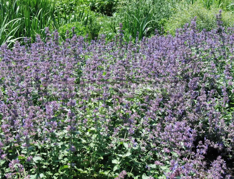 Sage for the Garden: Species, Ornamental Varieties, Photos