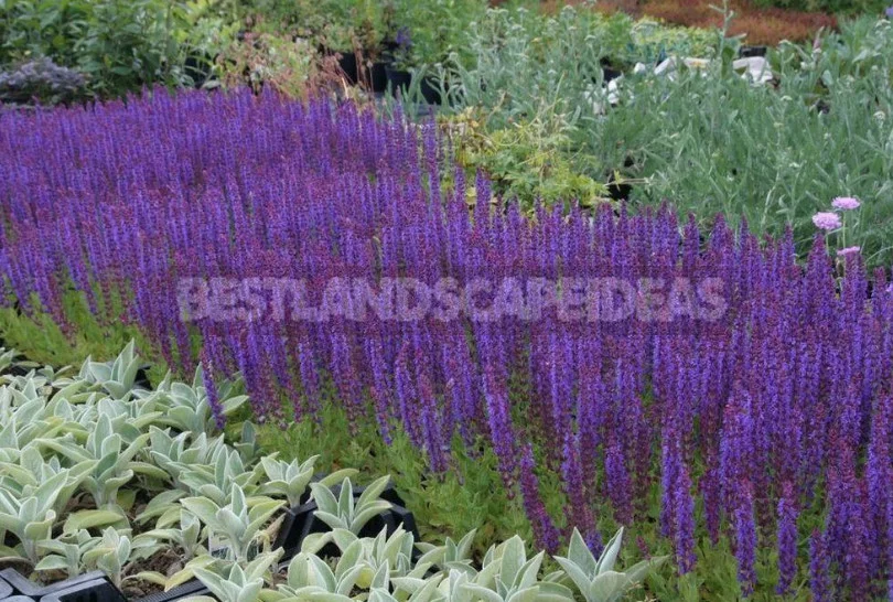 Sage for the Garden: Species, Ornamental Varieties, Photos