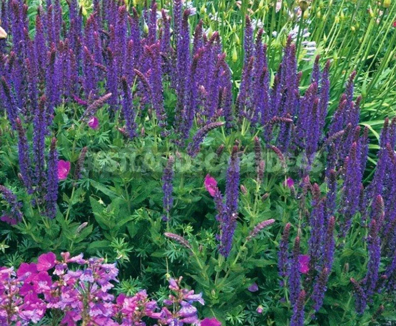 Sage for the Garden: Species, Ornamental Varieties, Photos