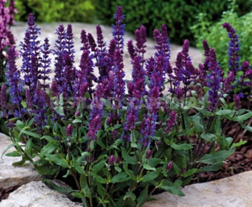 Sage for the Garden: Species, Ornamental Varieties, Photos