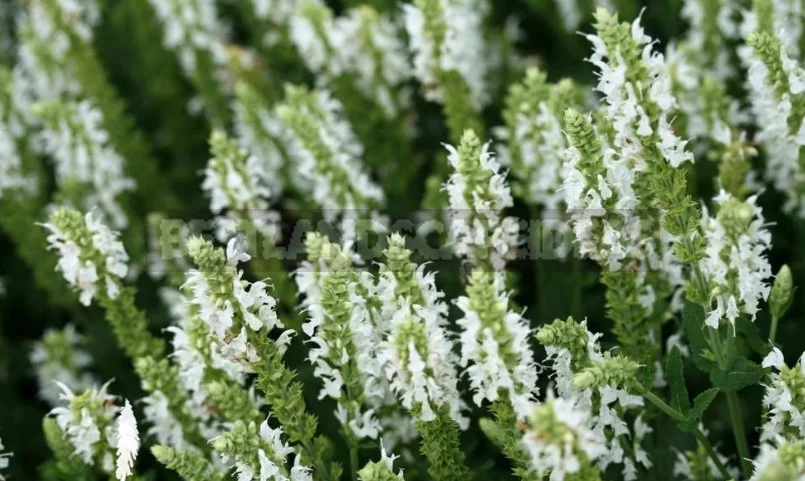 Sage for the Garden: Species, Ornamental Varieties, Photos
