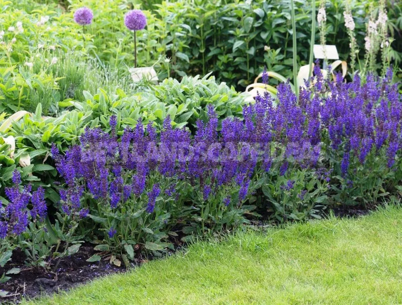 Sage for the Garden: Species, Ornamental Varieties, Photos