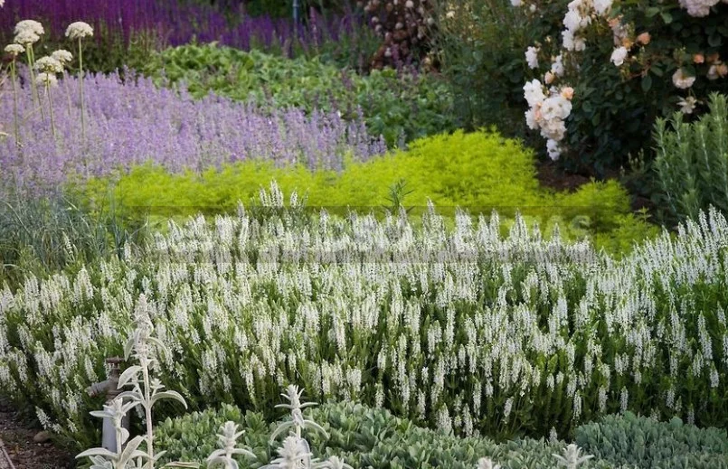 Sage for the Garden: Species, Ornamental Varieties, Photos