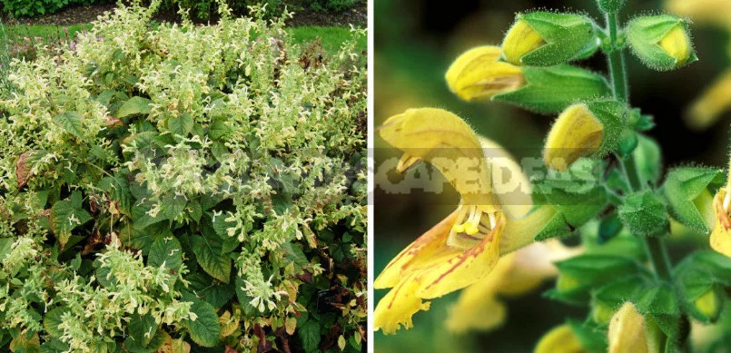 Sage for the Garden: Species, Ornamental Varieties, Photos